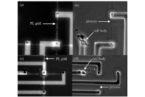 Thumbnail of figure from publication